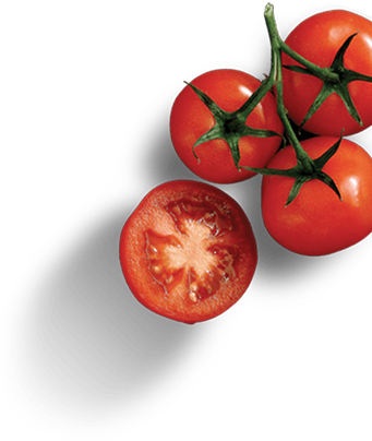 h1 tomato 1